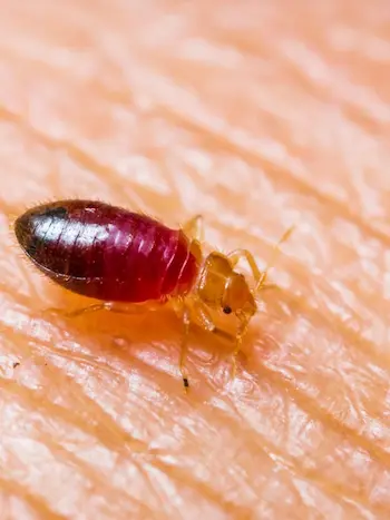 bed bug control Mississauga