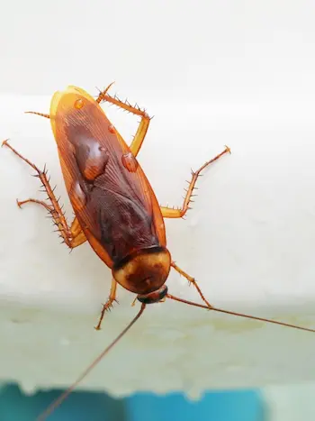 cockroach control Mississauga
