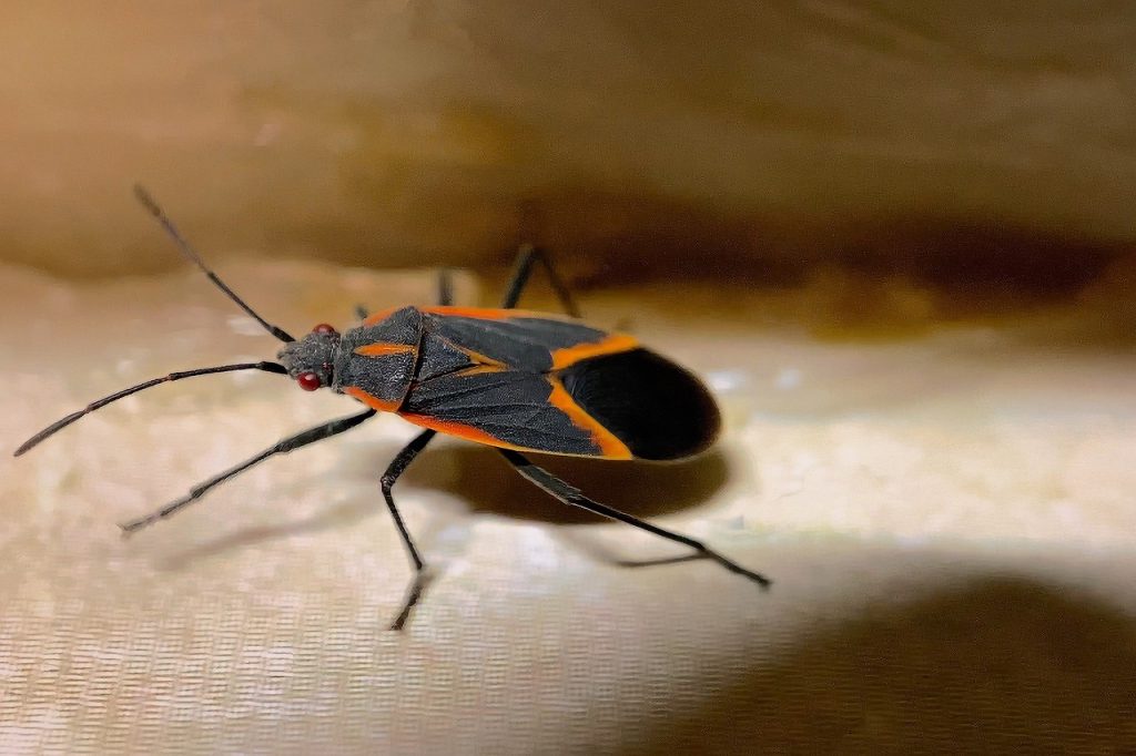 How Do Boxelder Bugs Get in The House