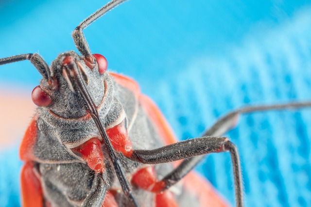 How To Get Rid of Boxelder Bugs Outside Your House