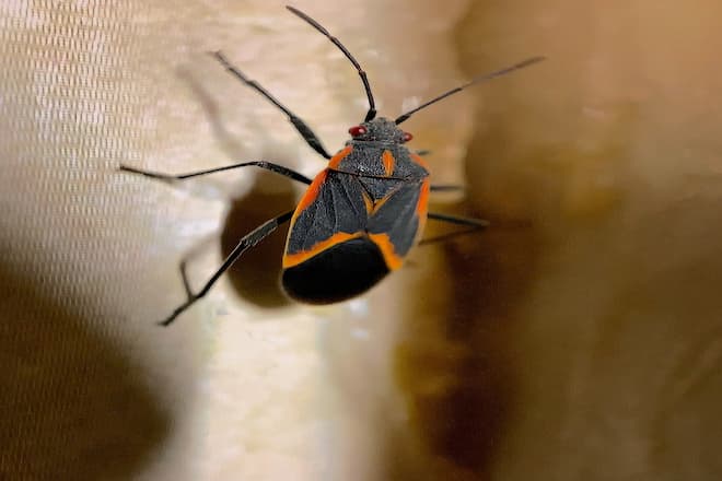 Boxelder bugs vs milkweed bugs