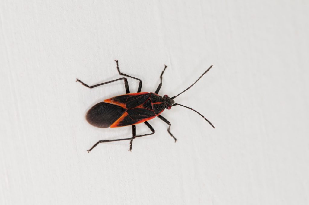 do-boxelder-bugs-come-back-every-year