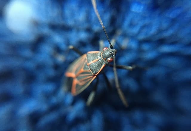 how-to-get-rid-of boxelder-bugs- inside-house
