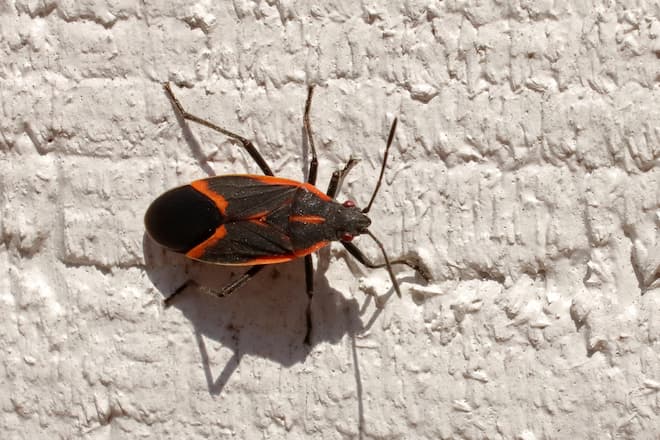 how-to-keep-boxelder-bugs-out-of-my-house (2)