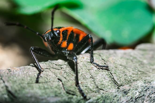 why-are-there-so-many-boxelder-bugs-in-my-house