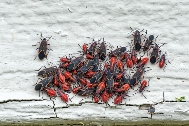 how-to-get-rid-of-boxelder-bugs
